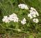 50ml Schafgarbe Tropfen, Achillea millefolium Konzentrat