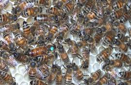 50ml Asvet Eichenrinde Extrakt, Futterzusatz fr Bienen, Imker, Bienenfutter - Bild vergrern 