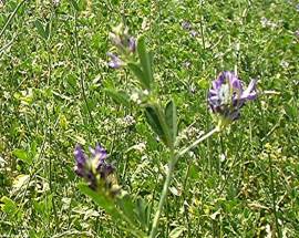 100ml Alfalfa Tropfen, Medicago sativa  Extrakt, Konzentrat - Bild vergr��ern 