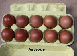 10 + 2 frische Bruteier von Marans, schwarz-kupfer , franz�sische Abstammung - Bild vergr��ern 