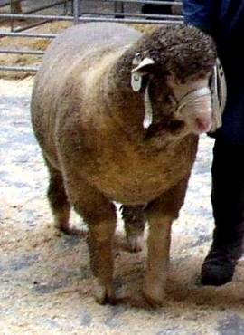 250ml Asvet 9-Kr�uter L�sung -Spezial- f�r Schaf + Ziege, bei u. nach Wurmbefall, Wurmkur Entwurmung - Bild vergr��ern 