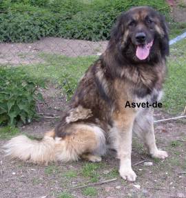 50ml Asvet 9-Kr�uter L�sung -Spezial- f�r Hunde, bei und nach Wurmbefall, Wurmkur, Entwurmung - Bild vergr��ern 