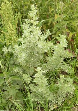 100ml Wermut Extrakt, Artemisia absinthium Tropfen, Konzentrat - Bild vergr��ern 