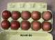 20 + 4 frische Bruteier von Marans, schwarz-kupfer, franz�sische Abstammung