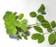 100ml Moringa Extrakt, Moringa Oleifera Tropfen, Konzentrat