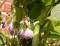 100ml Beinwell Wurzel Tinktur, Extrakt, Symphytum officinalis Konzentrat