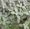 100ml Salbei Tropfen, Extrakt, Salvia officinalis Konzentrat